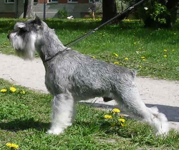 Dinamunde Umberto